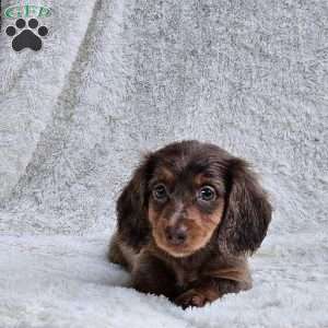 Benji, Dachshund Puppy